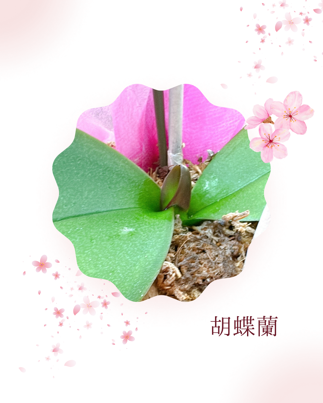 整うと、花は咲く