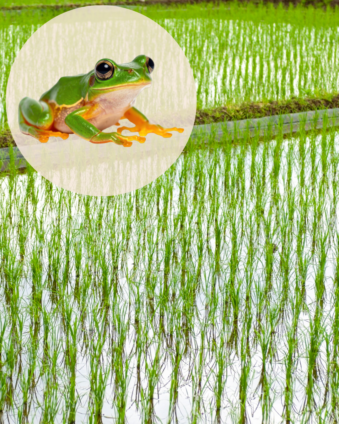 田植えとカエル